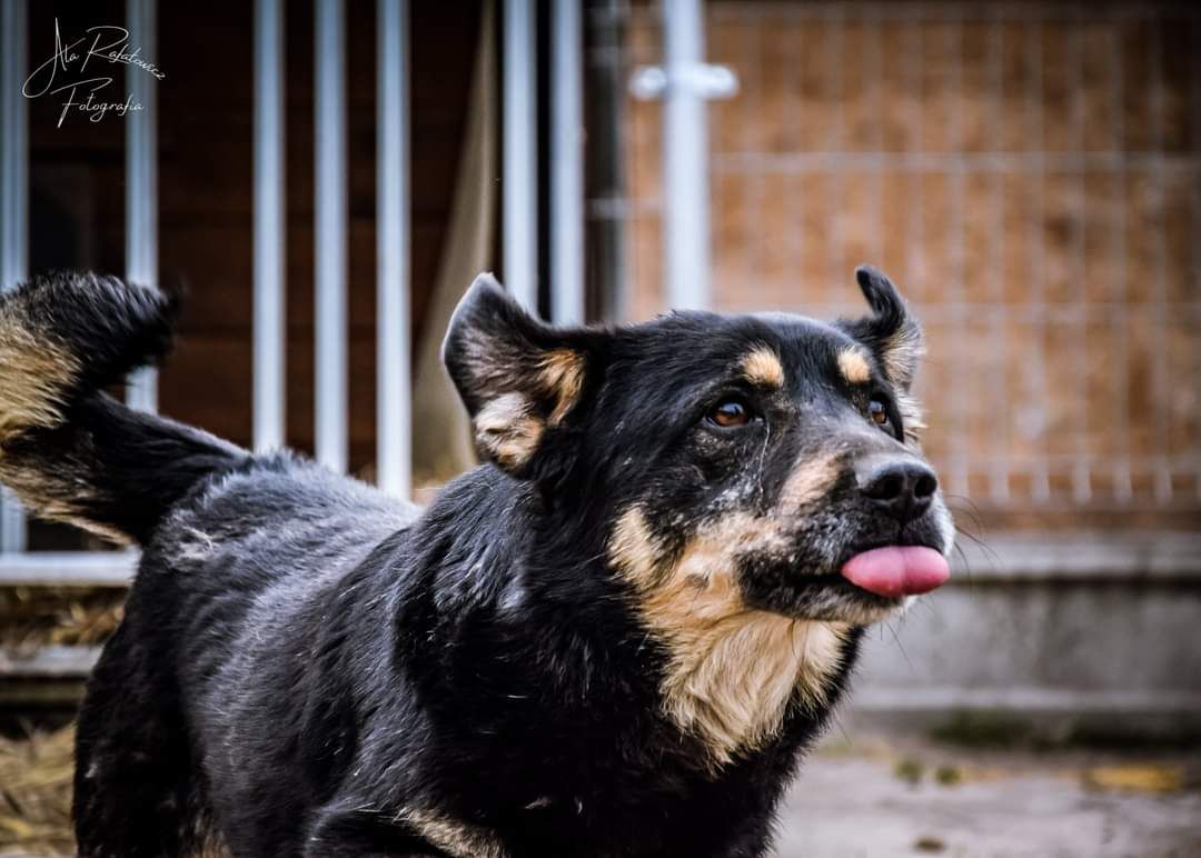 Słodziutki, 6-letni psiak. Pokochaj Karpika!