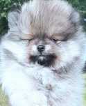 Chlopak Miś Szpic miniaturowy pomeranian