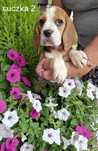 Szczeniak rasy Beagle