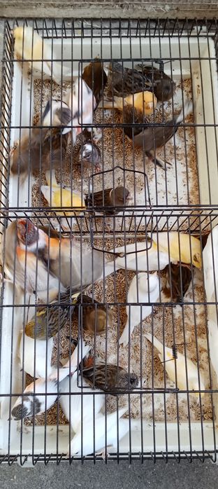 Canários machos e fêmeas 2025