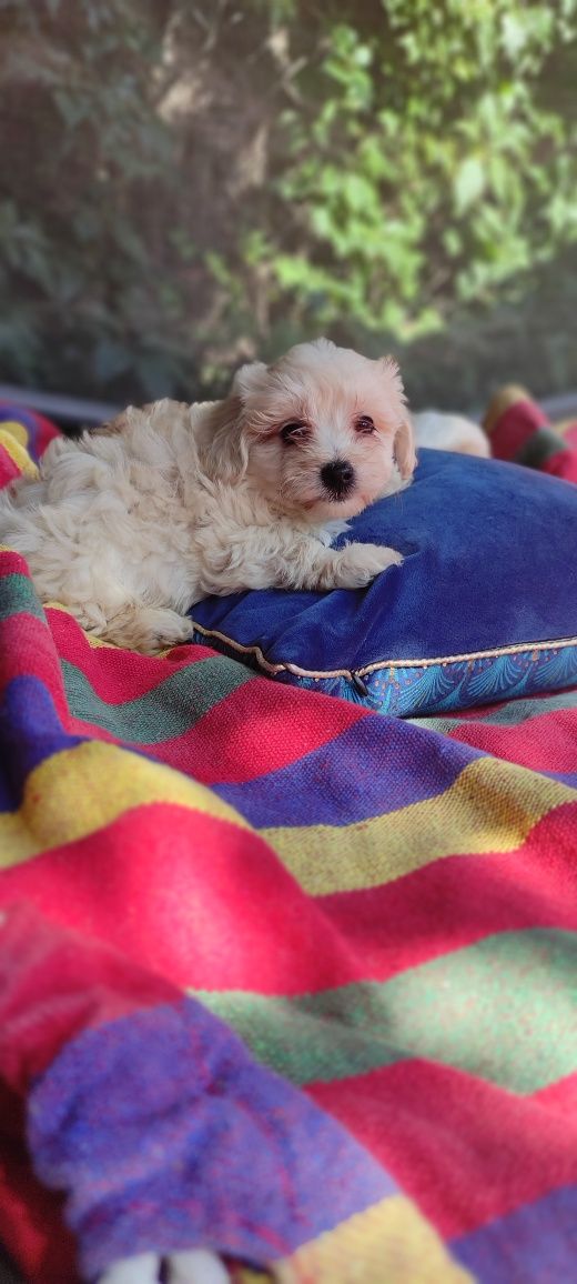 Maltipoo chłopiec kremowy Warszawa pudel maltańczyk