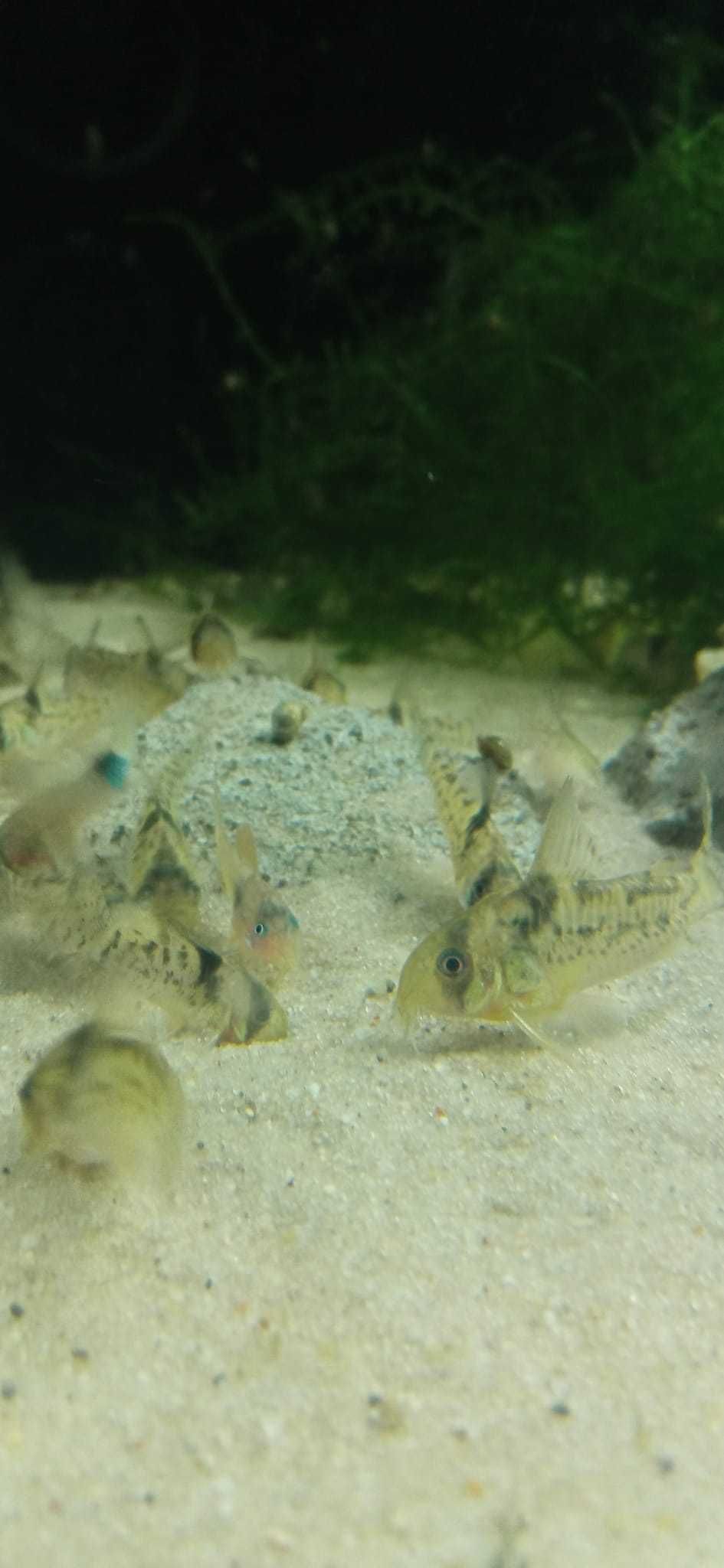 Corydoras Kirysek CW 115, Kirys CW 115