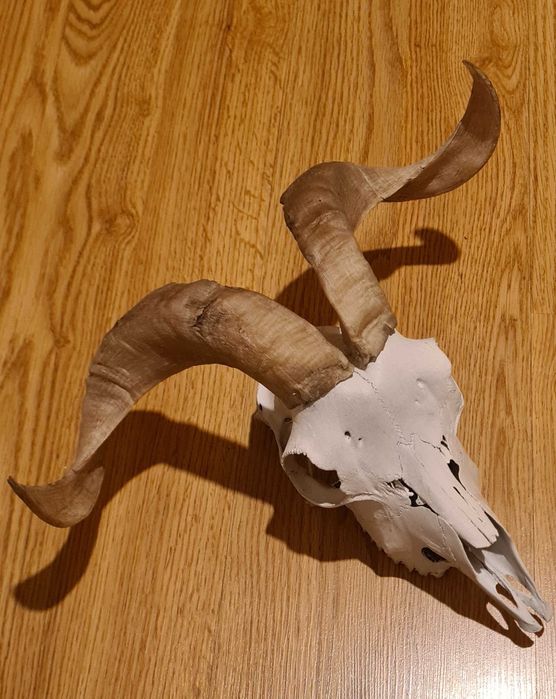 Czaszka poroże muflona