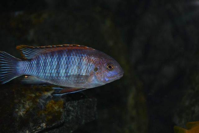 Pyszczak Tropheops Chilumba Orange