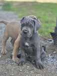 Suczka CANE CORSO ITALIANO FCI po Championach