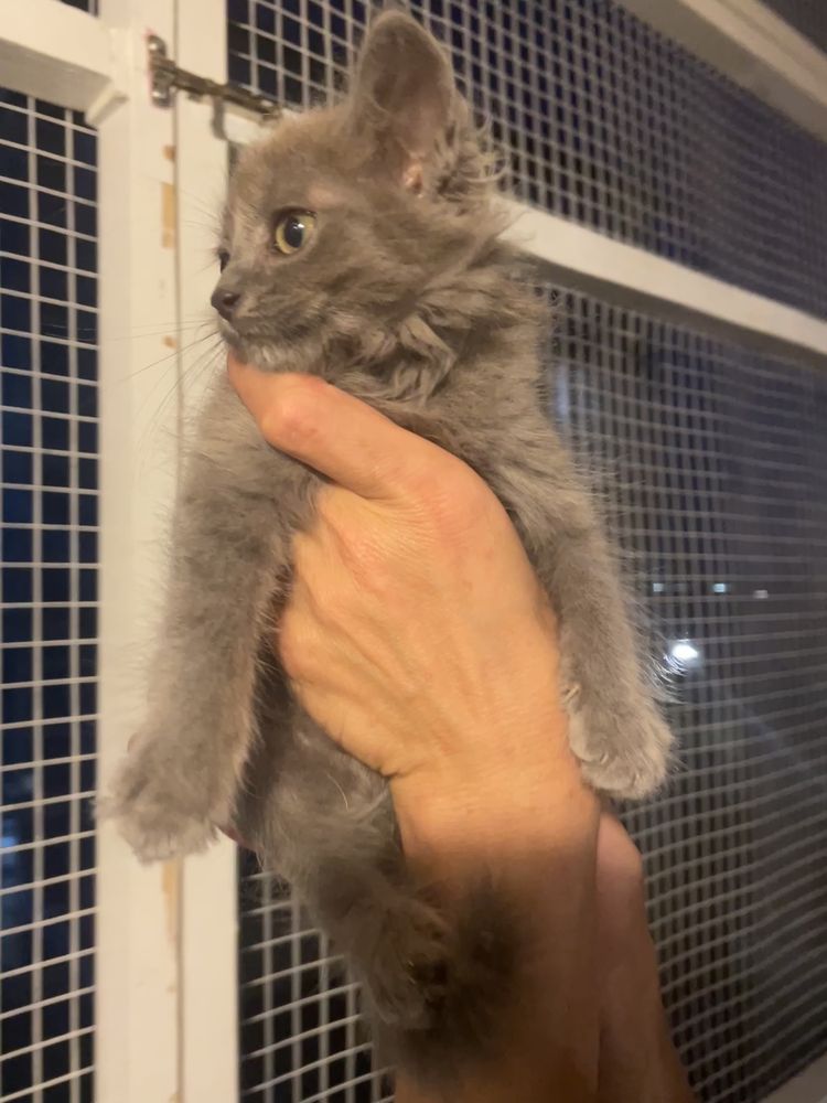 Кошеня котик киця кіточка