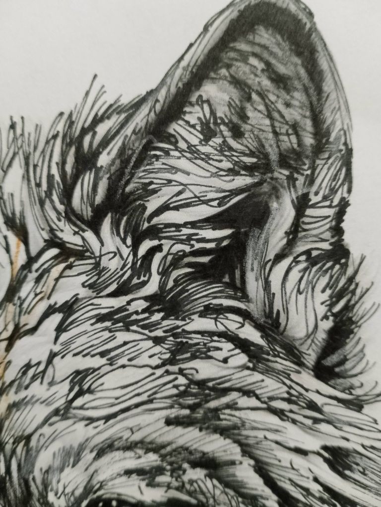 Wilk Bieszczady rysunek a4