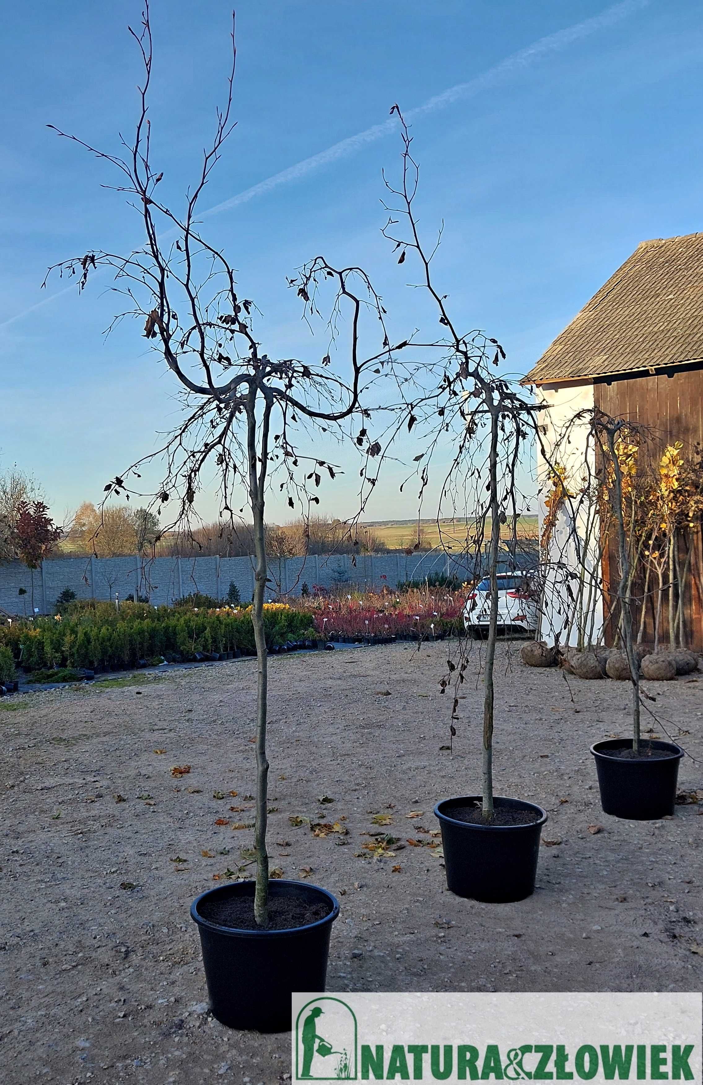 Drzewa alejowe  duże pierśnice 14cm Klon 'Globosum'