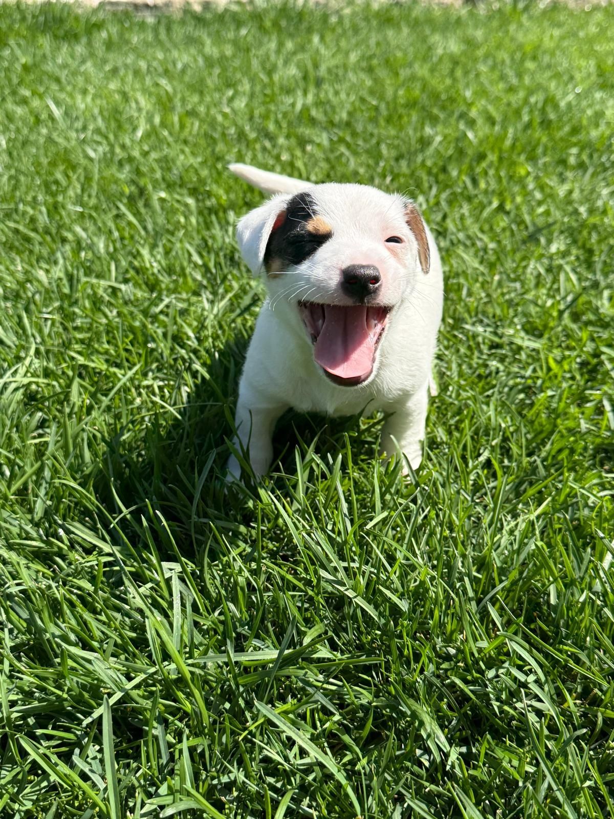 Jack Russel qualidade