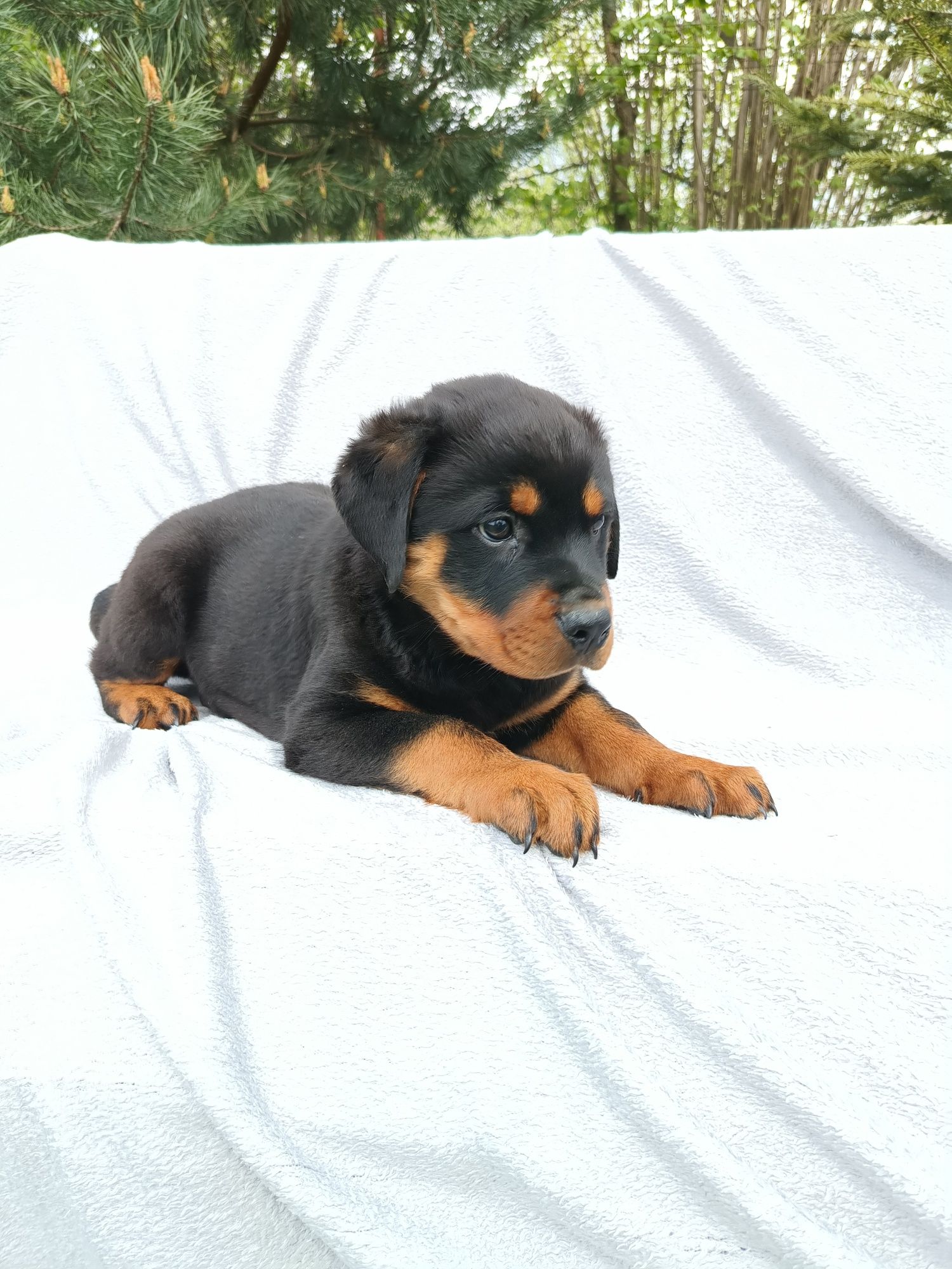 Psy rasowe rottweiler