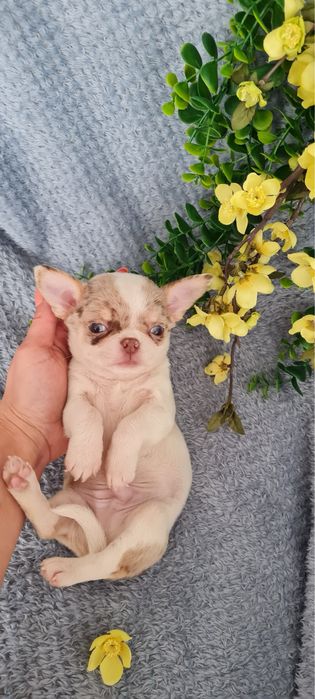 Excecional menino mini mini merle Chihuahua/Chiuaua. LinhagemRussa