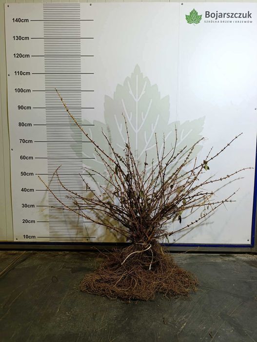 Sadzonki jagody kamczackiej Kamchatka berry 'Wojtek&Zojka' JESIEŃ 2025