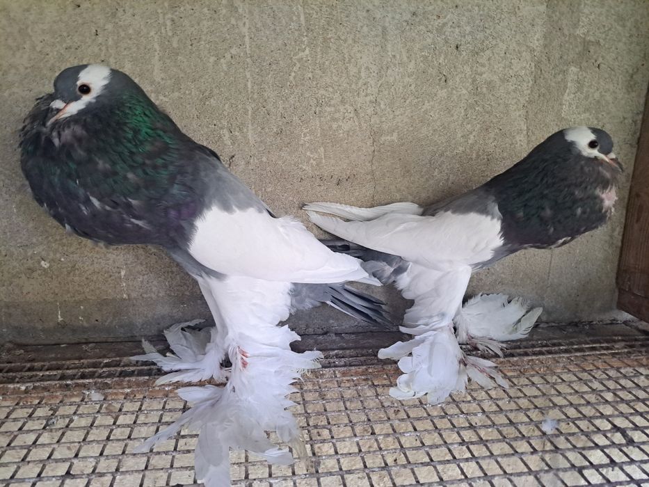 Garlacze siodlate lapciate garłacz czeskie czeskie para niebieskie2024