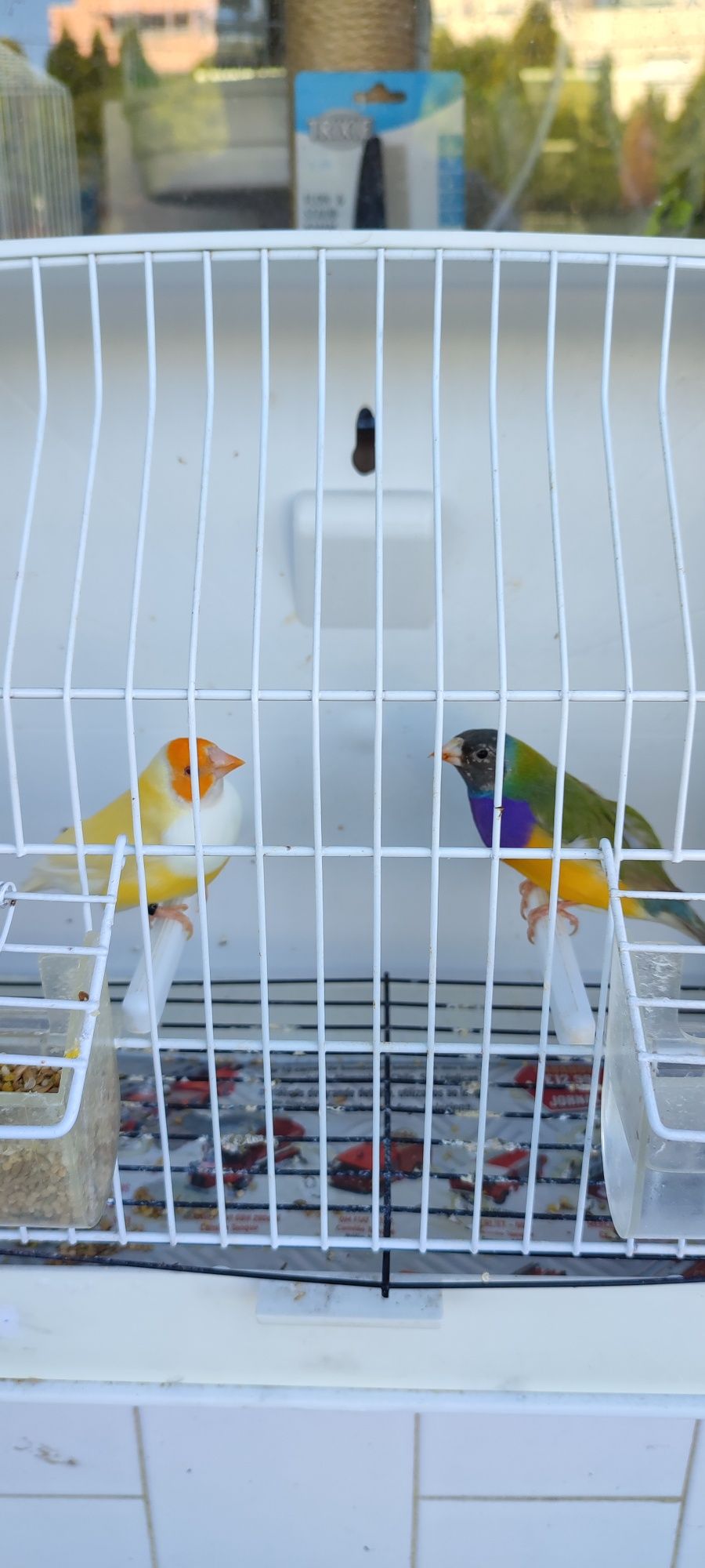 Diamantes de Gould