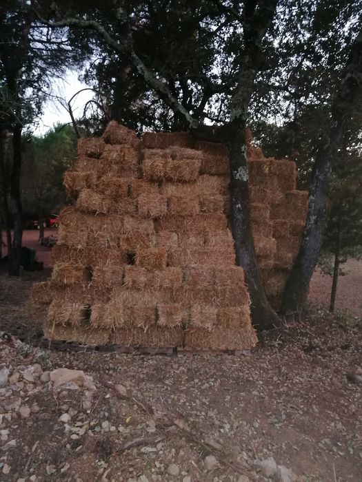 Fardos de palha de Aveia, Triticale e Erva Nascediça