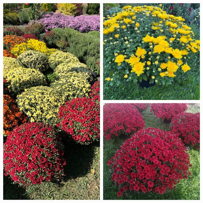 Хризантема мультифлора.