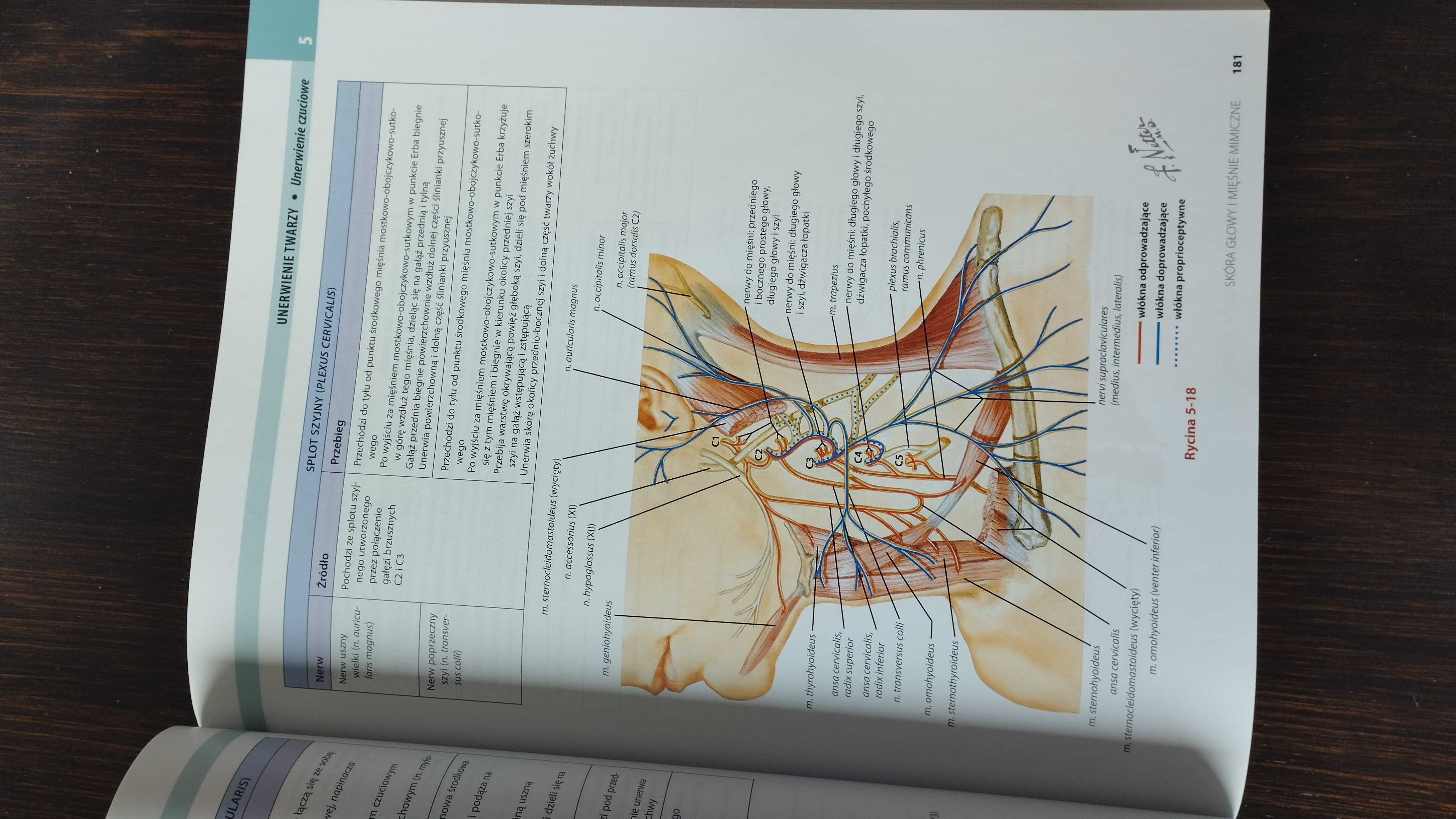 Atlas anatomiczny głowy i szyi dla stomatologów Nettera