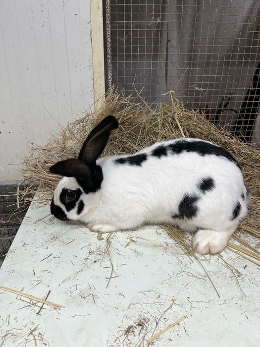 Macho borboleta frances puro (top futuro reprodutor )