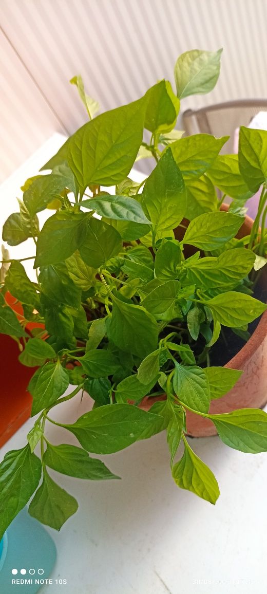 Pimentos, prontos a planta