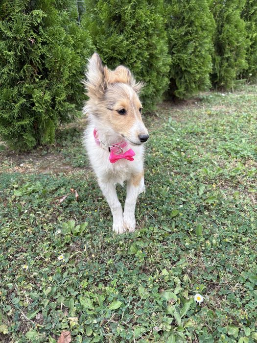 Owczarek Szetlandzki Szeltie suczka paszport