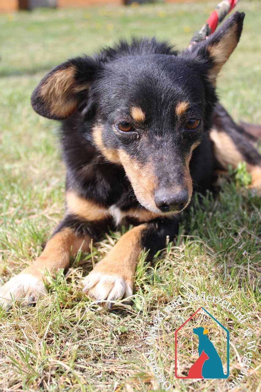 Malutki, młody piesek szuka domu! Adoptuj kruszynka!