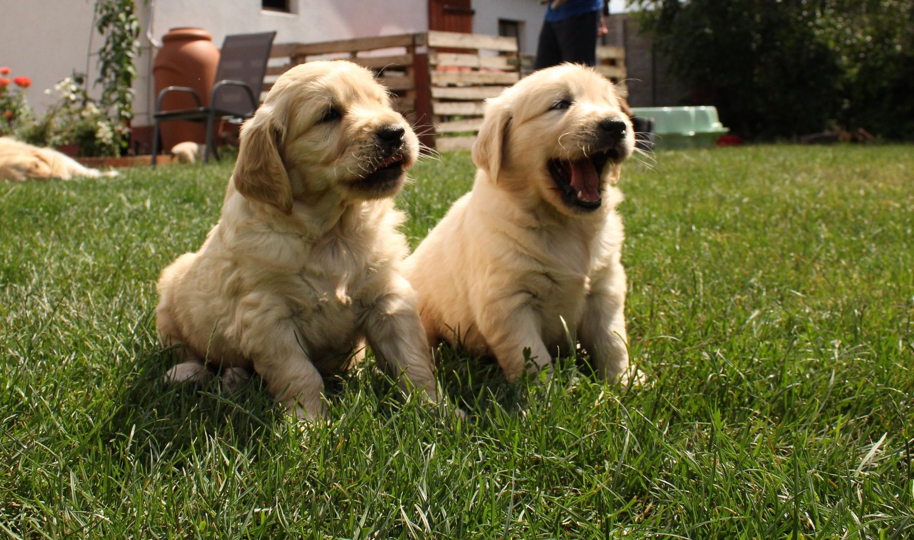 Szczeniak Golden Retriever