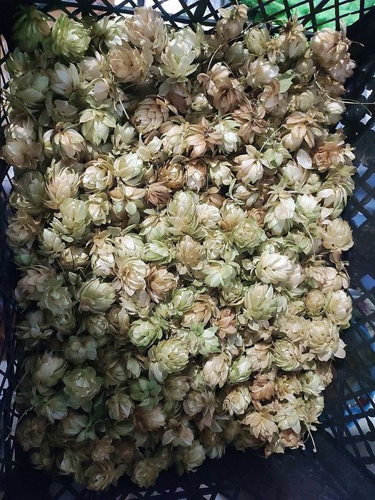 Грецкий орех 2025 года