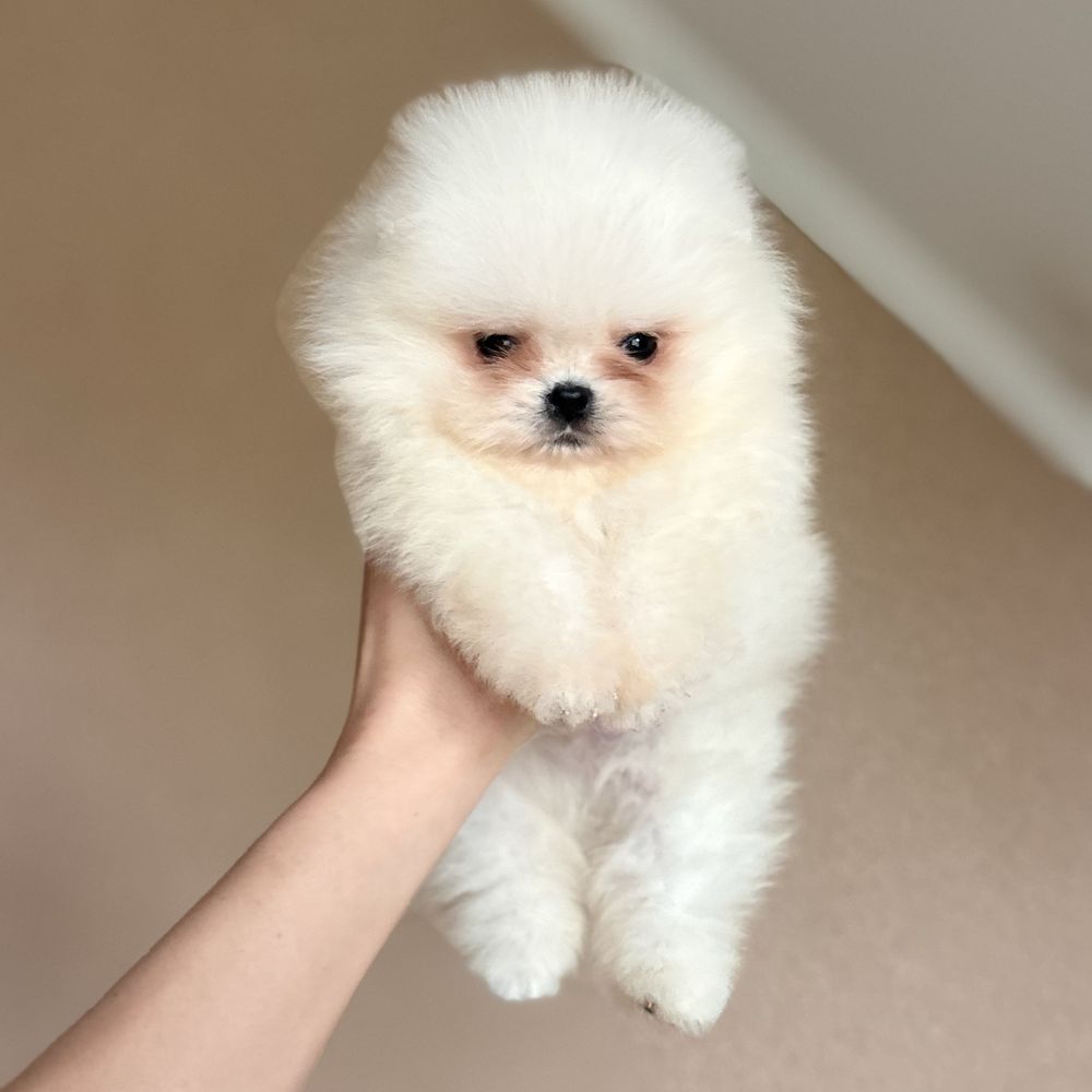 Міні хлопчик шоу классу