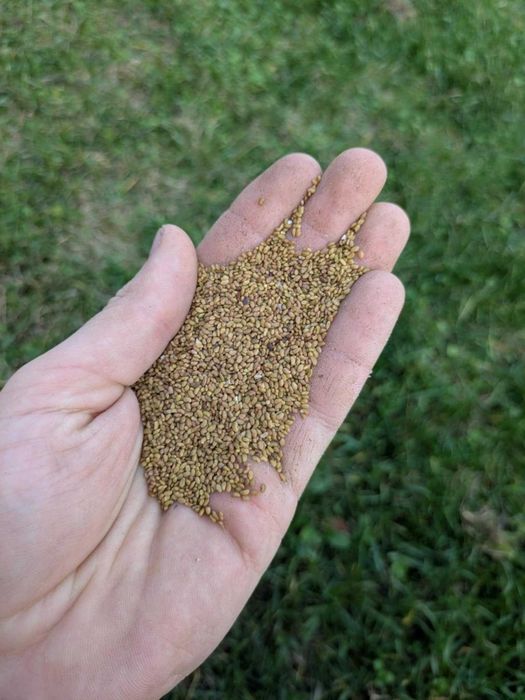 Lucerna nasiona 20 zł