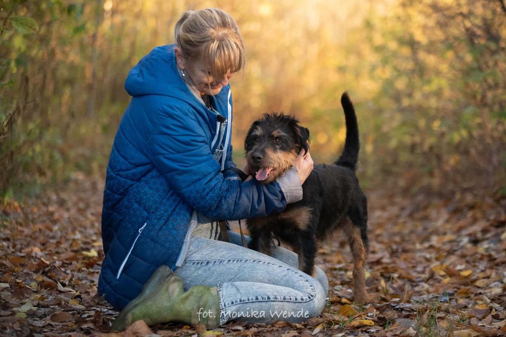 Barnej mały pies z wielkim sercem szuka swojego człowieka