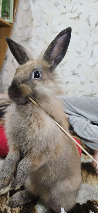 Продам декоративних кроликів