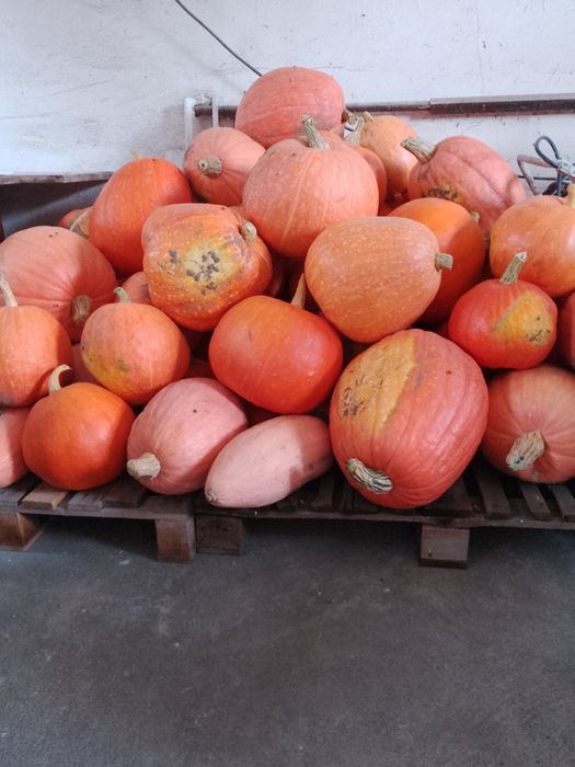 Promocja! Dynie bez nawozu i oprysku