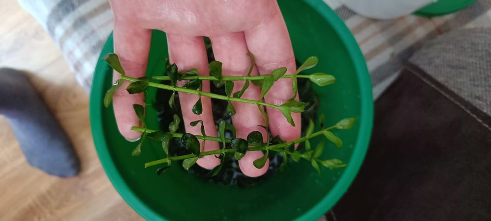 Bacopa roślina łatwa