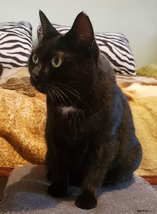 Poznań i okolice - kotka Sabinka szuka domu