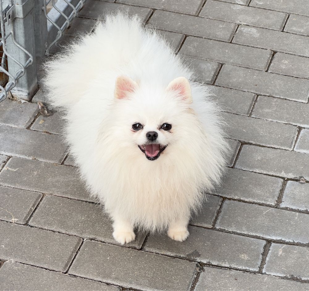 Pomeranian reproduktor