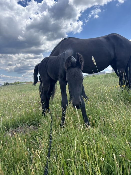 Klacz fryzyjska 100% spokój