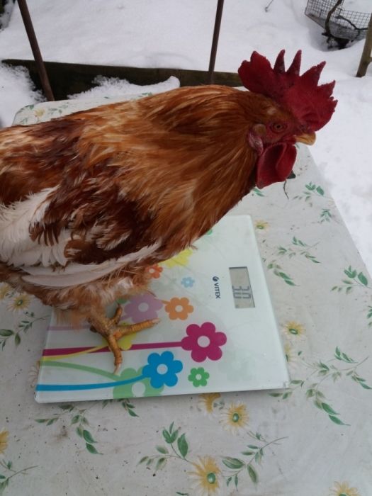 Міні м'ясна палева інкубаційне яйце