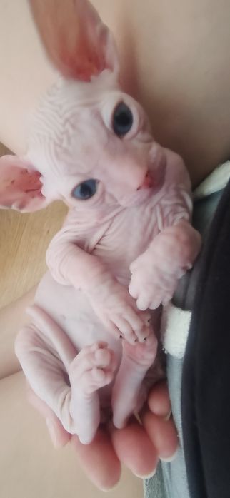 Котята канадского сфинкса