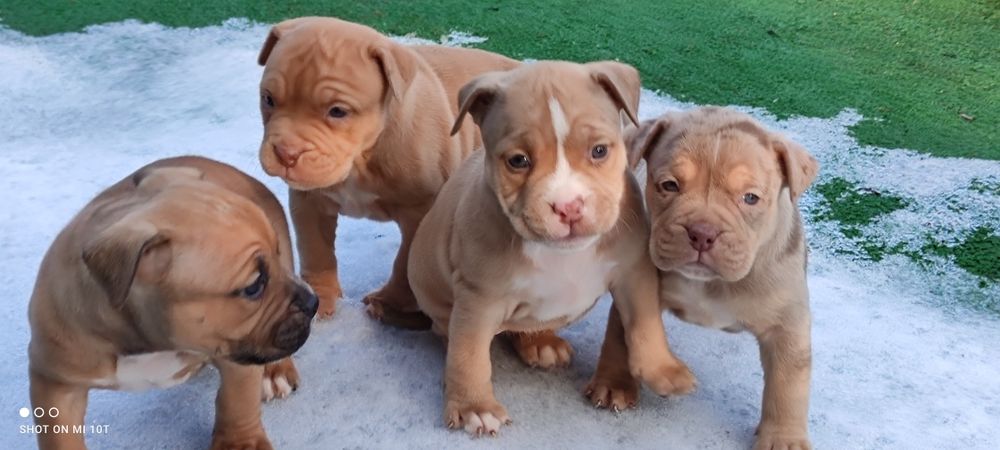 American bully suczka z metryką