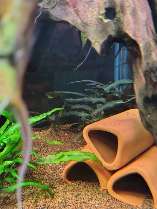 Kryptokoryna niska zielona i brazowa