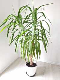 Пальма юка юкка, велика домашня кімнатна рослина