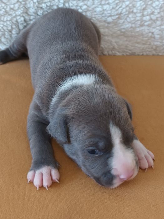 Blue Szczeniak Amstaff