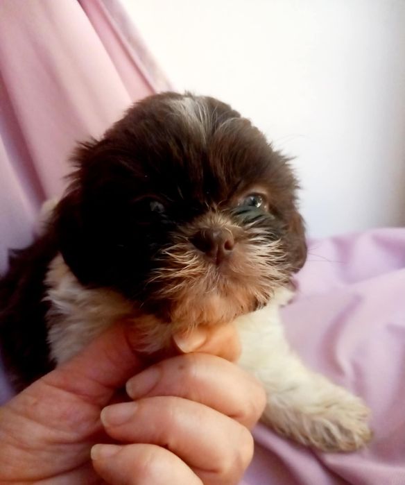 Suczka shih-tzu czekoladowo biała