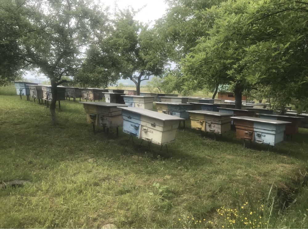 Мед натуральний з власної пасіки