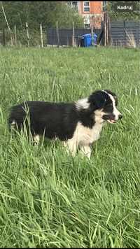 Border Collie suczka red tri ZKwP FCI  DNA 100% czyste