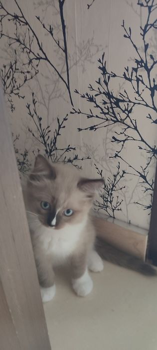 Ragdoll Cherubin Mink rodowód TICA