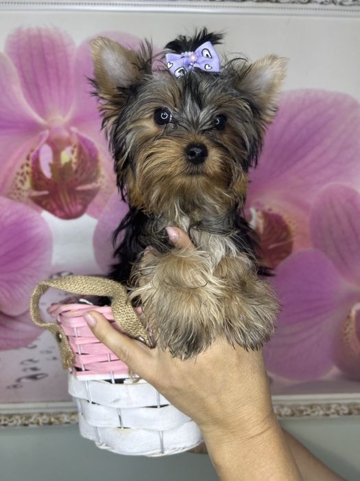 Чарівні міні йоріки