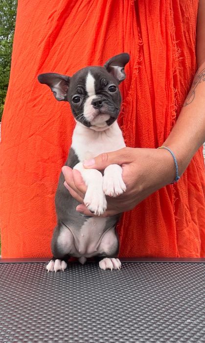 Suczka Boston Terrier po przebadanych rodzicach