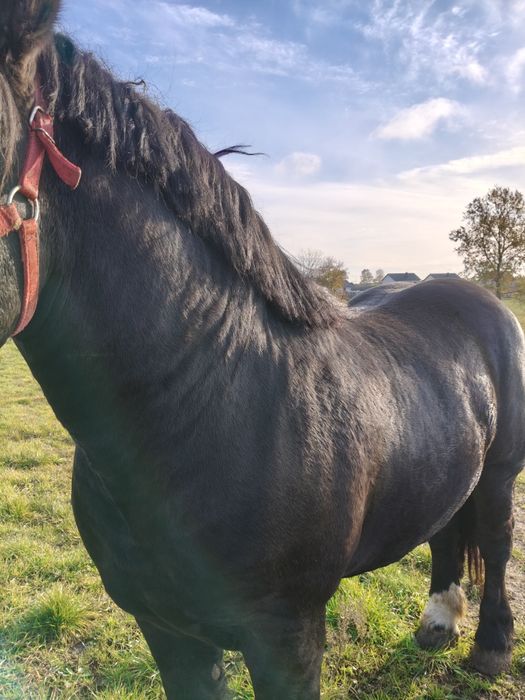 Sprzedam ogiera uznanego