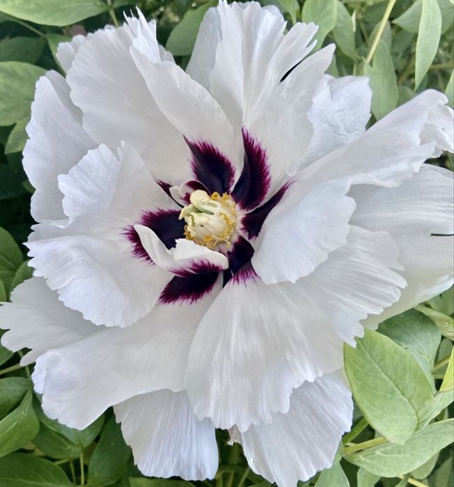 Продам юкку. Юка. Юкка садовая. Піон. Півонія. Піон деревовидний.